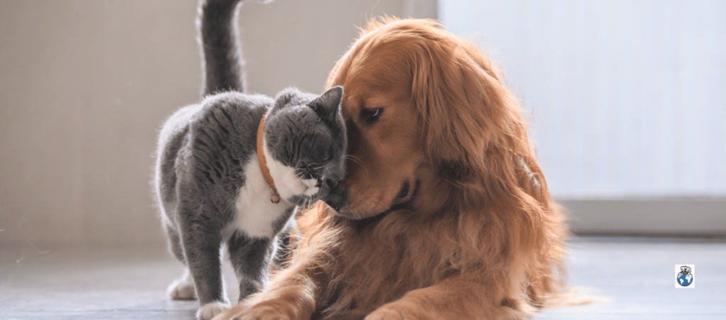 Living with Bears: 15 Essential Homeowner Strategies for Connecticut and Massachusetts