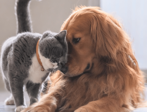 Cute Dog and Cat Slider