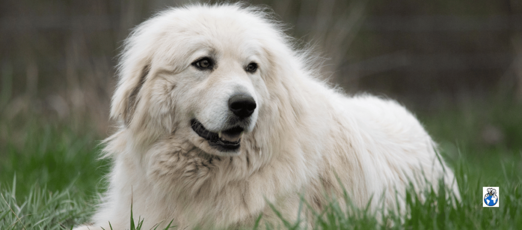 How to Prepare Your Home for a Pet Sitter