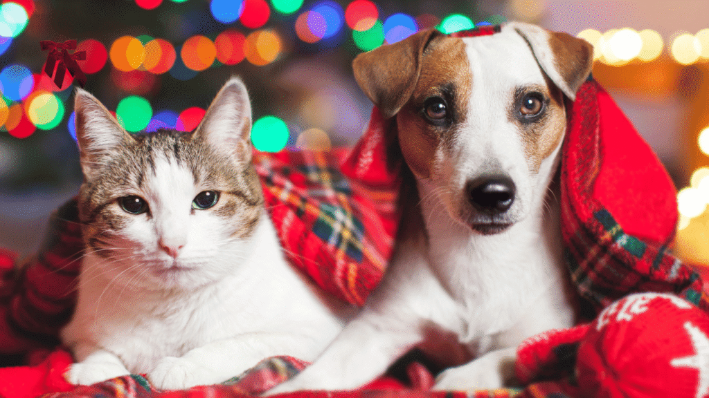 Holiday Pet Sitting: What Every Pet Parent Needs to Know