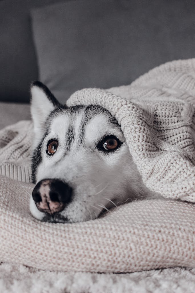 Small dog beds A cozy Siberian Husky wrapped in a knitted blanket for a warm and comfy vibe.