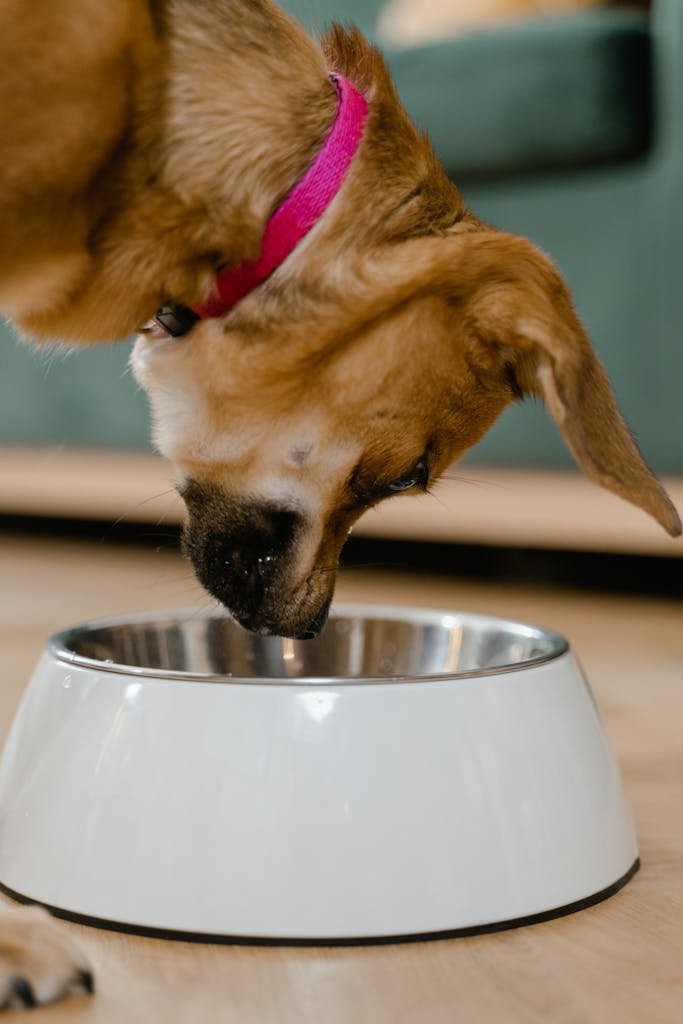 Elevated dog bowls Cute dog wearing a pink collar enjoying meal in a stainless steel pet bowl indoors.