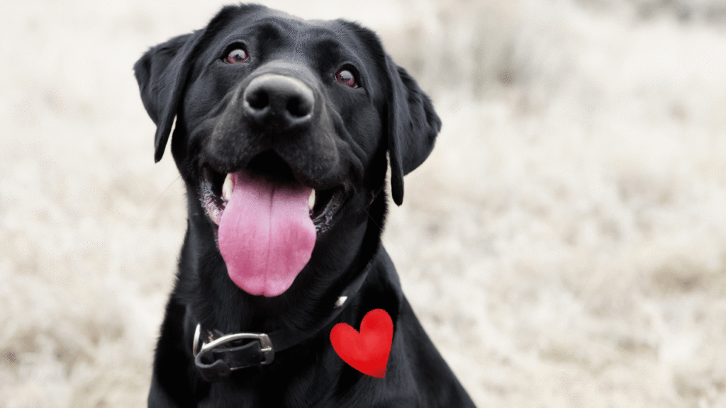 heartworm prevention