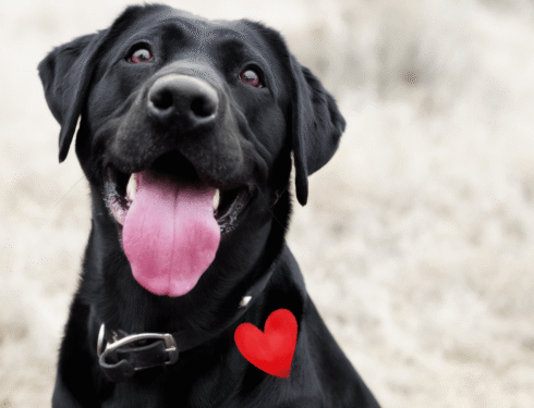 heartworm prevention