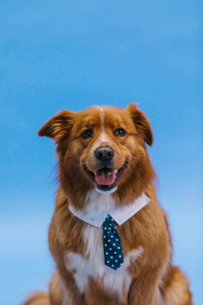 Pet Fashion: Charming brown dog posing in a polka dot necktie against a blue background in a studio shoot.