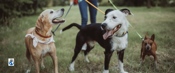 Pet Sitter